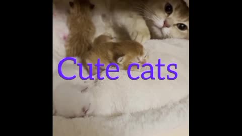 Cute cat's