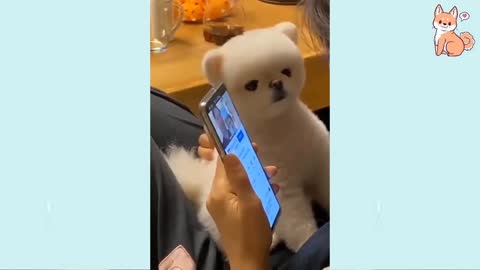 Angry - Funny Dogs of TikTok 😮 - angry Pet videos 😱