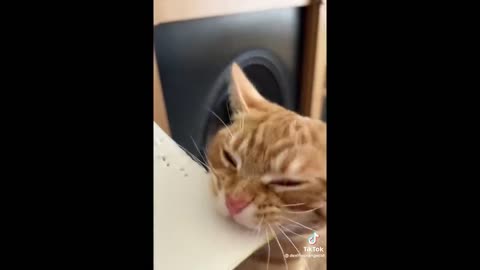 FUNNY CAT MEMES COMPILATION OF 2023 V14