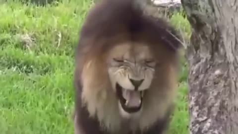 Prank of Funny Dog, Lion and Fake Tiger