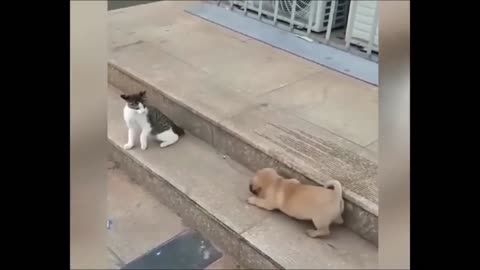 Cat VS Dog Funny Animal