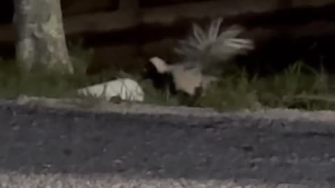 Have You Ever Seen a Half Albino Skunk