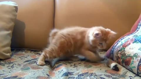 Pet owner playing with a cute cat.