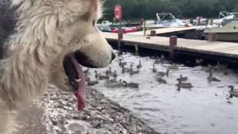 Phil Goes Crazy When He Sees Ducks! Or Does He Just Want Their Bread??