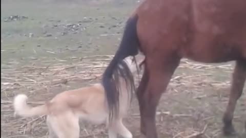 Horse's Kick Vs The Dog's Sad End | Fail Of The Month | Funny Trends