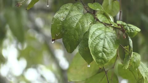 Sleep instantly for 3 minutes with heavy rain and loud thunderstorms sweeping the rainforest park