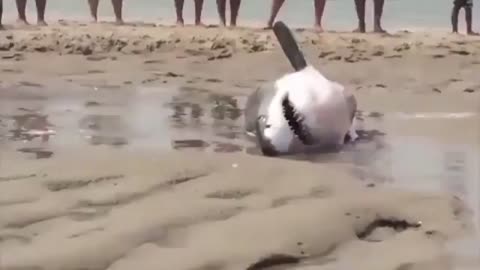 People rescuing a Great White Shark that beached itself chasing seagull on Cape Cod, Massachusetts.