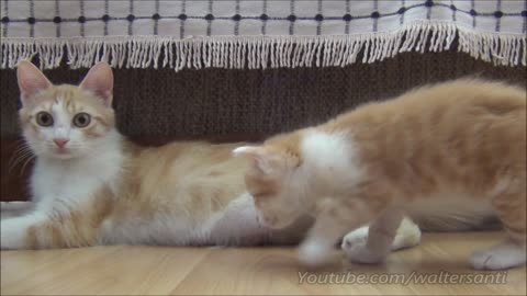 Mom cat with 4 meowing kittens