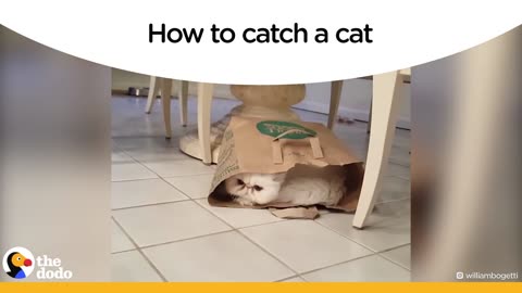 How To Catch A Cat