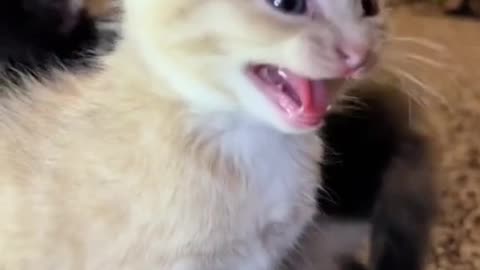 Cute Kitten Meowing 😻🐱