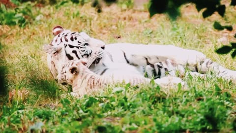 White tiger cub playing with his mother in the grass