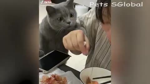 The_kungfu_cat-of tiktok--@