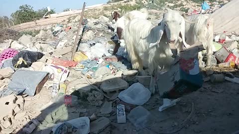 Goat eating a carton