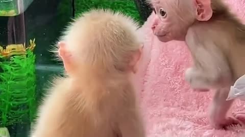 Cute baby monkey