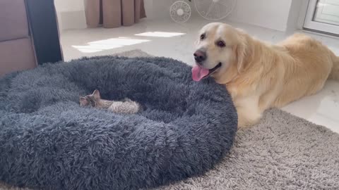 Golden Retriever Shocked by a Kitten occupying his bed!