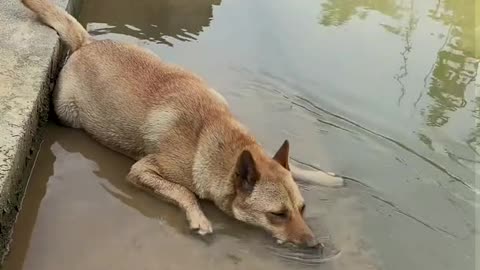 The dog takes a bath and blows bubbles in the water