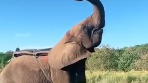 Amazing man jumping elephant 🐘🐘🐘🐘