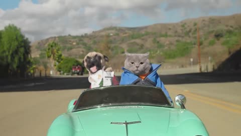 Cat and Dog Take a Road Trip