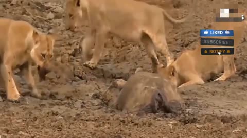 Lion Attacts buffalo | animal attack