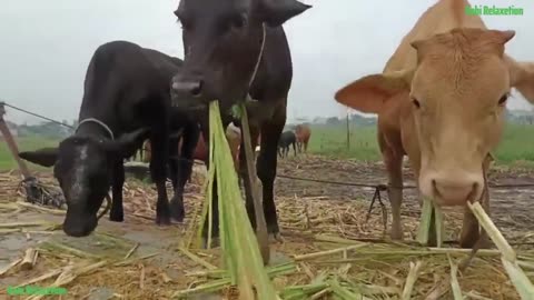 Hilarioud Hijinks of a Cheeky Cow: Prepare for udderly amusing laughter (Haa ha ha ha)