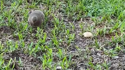 Bird Sits Eating Rice As Ujjval Asks Why Did People Forget The Good Wild Life