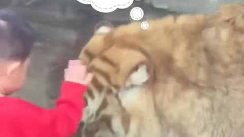 Cute Tiger and kid Funny moment at zoo - cute big cats video