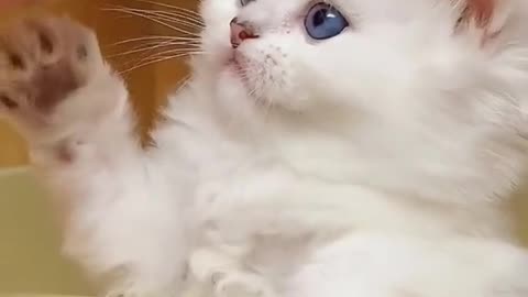 Cute cat