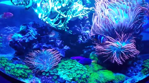 Double corner reef update