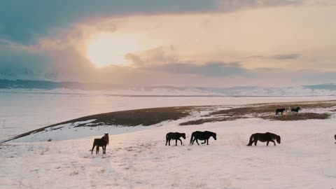 Stunning Landscape 🐎