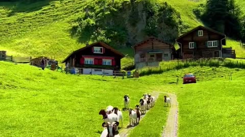 The beautiful Swiss landscape and its animals🇨🇭 Which is your favorite animal?