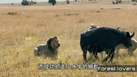 Forest lovers/Lion🦁vs Buffalo🐮 brutally hunted the child born