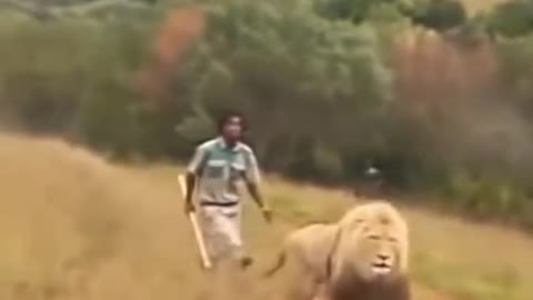 Lion and young man fight