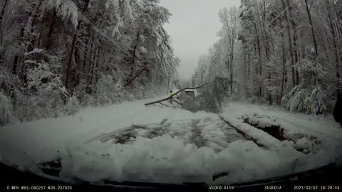 Tree across fiber lines cut, releases tension