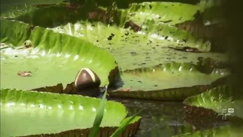 Amazonas e suas maravilhas.