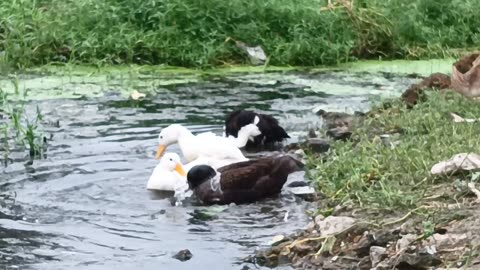 Ducklings bathing in small river