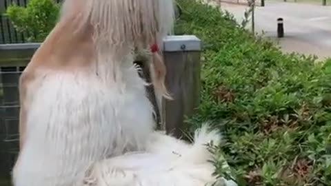 cute dog borzoi made a cool haircut and is waiting for her husband