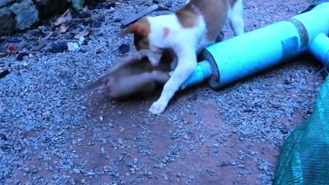 Amazing Animal Friendship - Dog Trying to Save a Stuck Baby Monkey