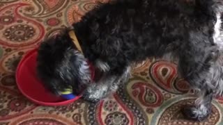 Puppy loves toys