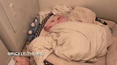 Pickle, el cerdito miniatura, disfruta de una siesta - ¡te darán ganas de dormir!