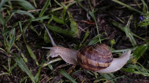 Awesome Recipe || Snails | Indian Live Snails Masala Curry | Cooking & Cleaning Snails Village Style