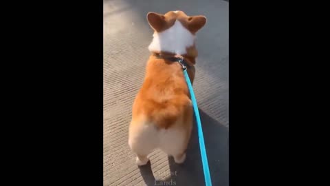 The Most Adorable Dog Video Is Super Cute Dogs