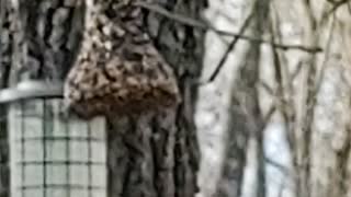 Hungry Birds on a feeder