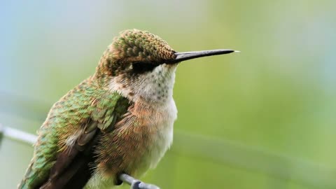 Humming Bird