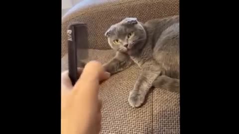 Some animals got instincts 😂 Funny cats and dogs reactions 🐶😻