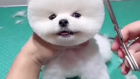 cute white dog hair cutting