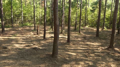 Day 140 - Forestry Mulching CHAOS