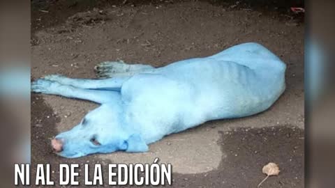 Alarma mundial por la aparición de “perros azules” en la India