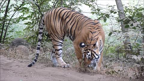 TIGER EATING GRASS. Bengal Tiger eat grass when they have indigestion clean stomach. Ranthambhore