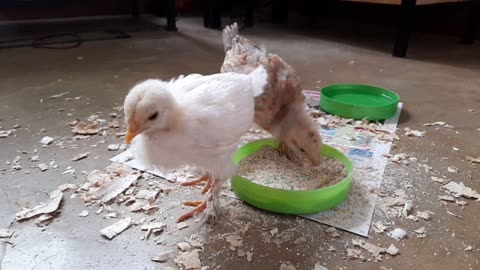 Hand raising baby chickens is fun!