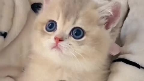 Adorable Kittens Galore: A Heartwarming Compilation Of Feline Fun!